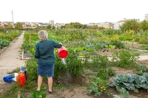 hortas urbanas