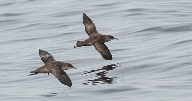 aves migratorias