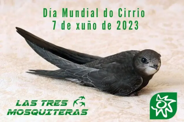 Día Mundial do Cirrio