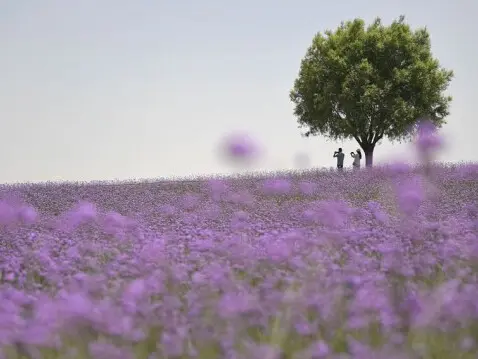 Imagen del 20 de junio de 2020 de flores de verbena en un jardín ecológico en la frontera del desierto Maowusu, en Yinchuan, en la región autónoma de la etnia hui de Ningxia, en el noroeste de China. (Imagen de Xinhua/Wang Peng)