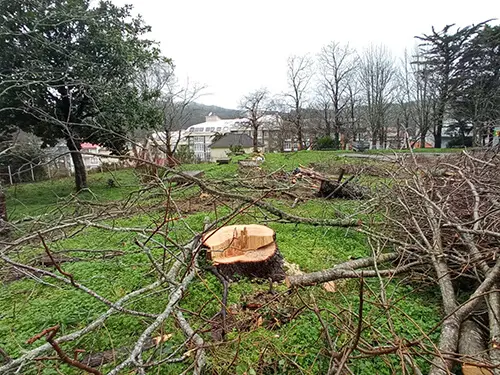 Arboricidio en Cee