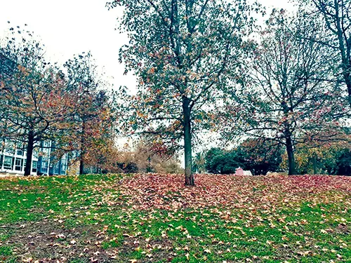 Oto&ntilde;o