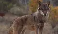 lobo 02