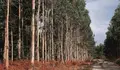 forestal port