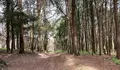 Bosque dos Veci&ntilde;os