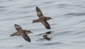 aves migratorias