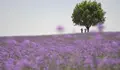 Imagen del 20 de junio de 2020 de flores de verbena en un jard&iacute;n ecol&oacute;gico en la frontera del desierto Maowusu, en Yinchuan, en la regi&oacute;n aut&oacute;noma de la etnia hui de Ningxia, en el noroeste de China. (Imagen de Xinhua/Wang Peng)