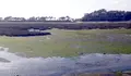 Esteiro do R&iacute;o MI&ntilde;or