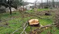Arboricidio en Cee