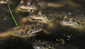 Biodiversidade