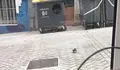 Ratas na Traves&iacute;a da Gaiteira