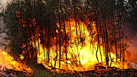 incendio forestal