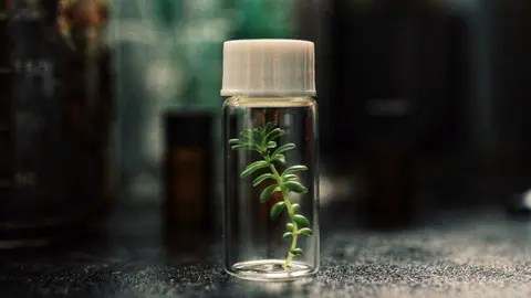 venusflytraps port