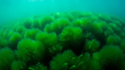 Espirulina