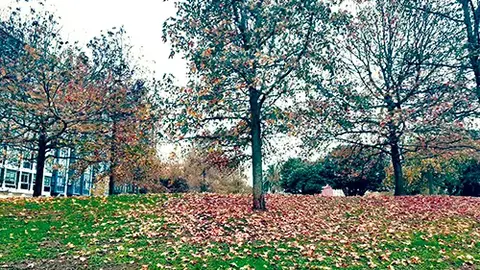 Oto&ntilde;o
