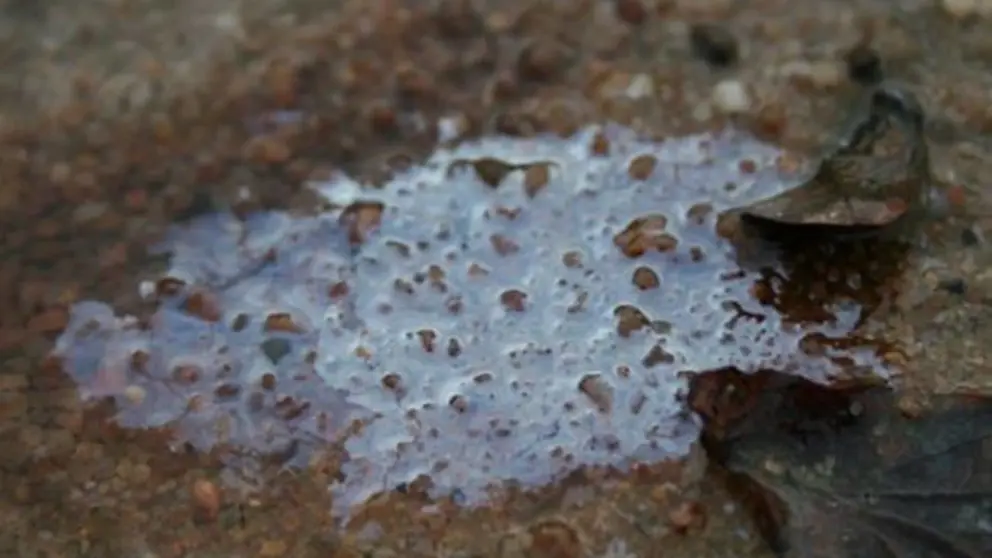 hemimastigotes