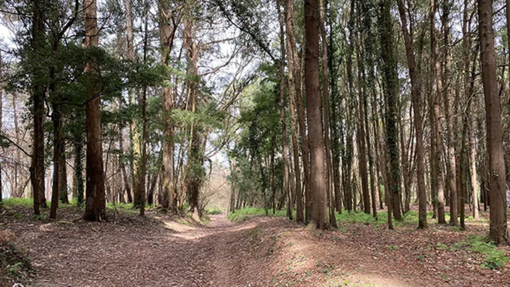 Bosque dos Veci&ntilde;os
