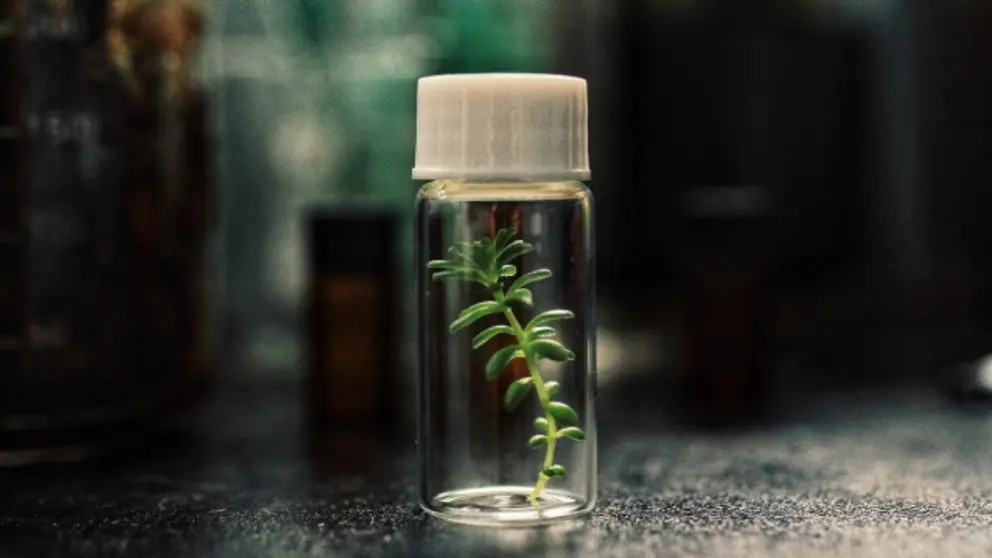 venusflytraps port