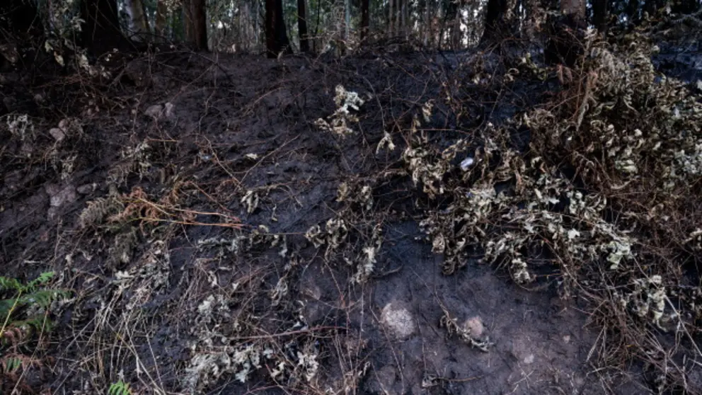 20220810_SGR_incendio_castro_elvinha_Z7F1346