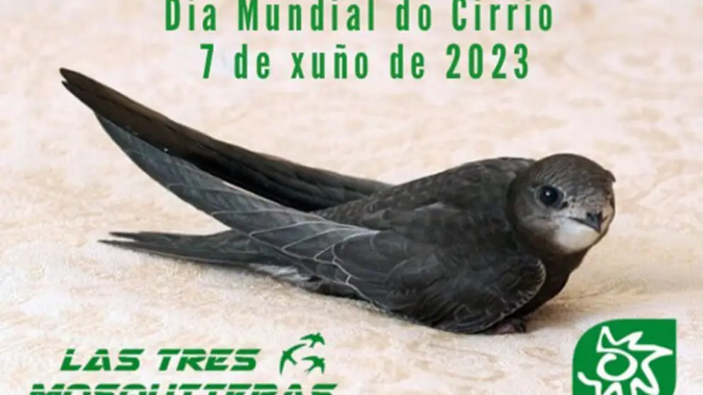 D&iacute;a Mundial do Cirrio