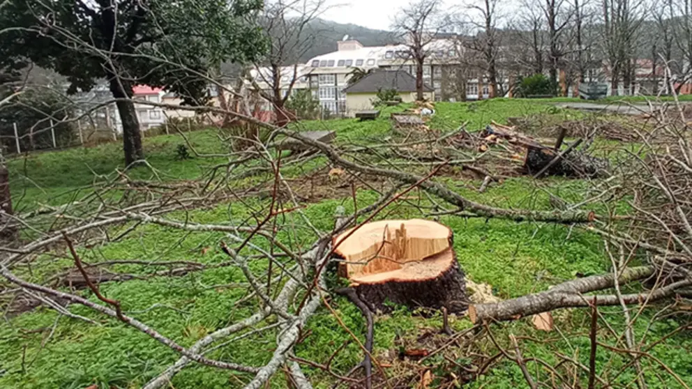 Arboricidio en Cee