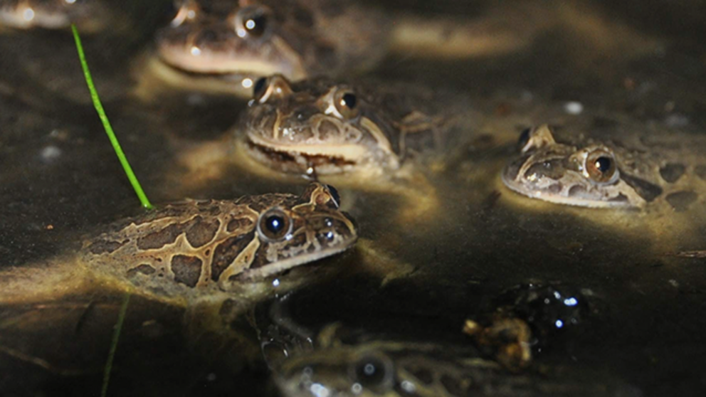 Biodiversidade