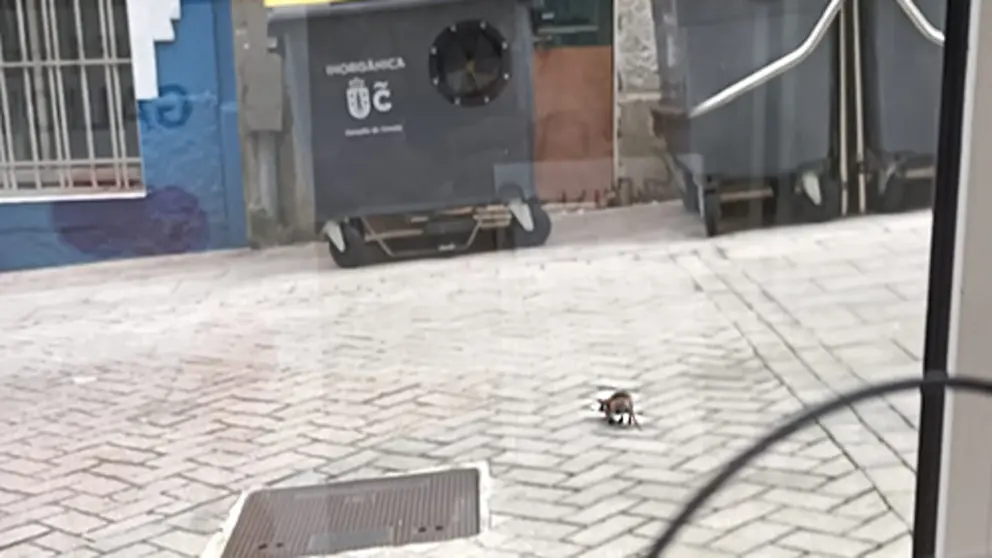 Ratas na Traves&iacute;a da Gaiteira