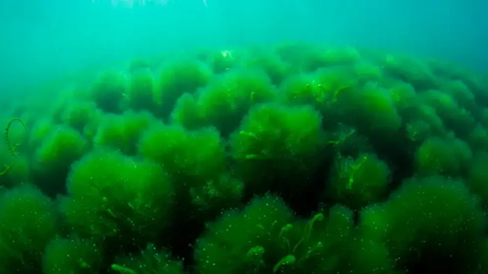 Espirulina
