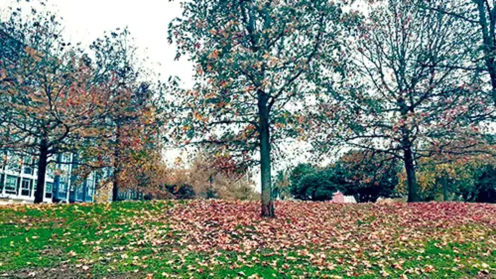 Oto&ntilde;o
