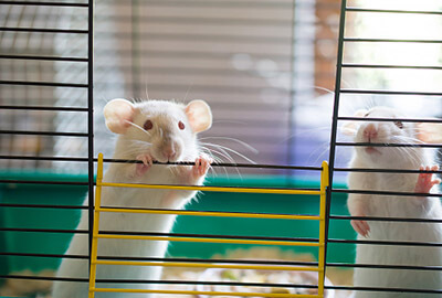 El 75% de los fármacos son investigados solo en ratas macho